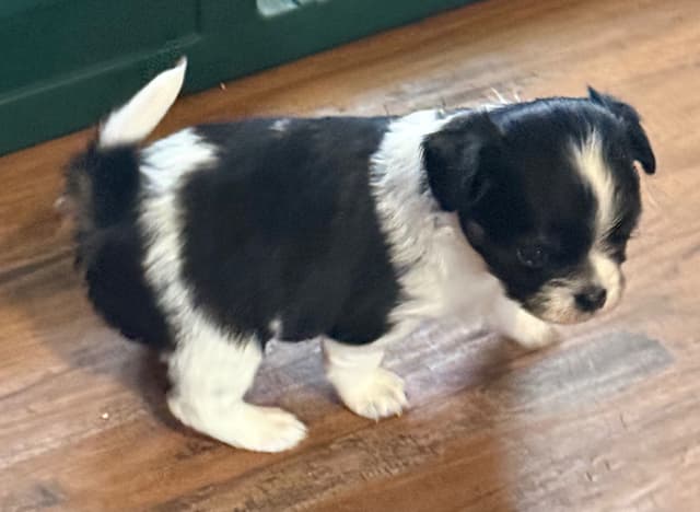 Chihuahua Puppies media 2