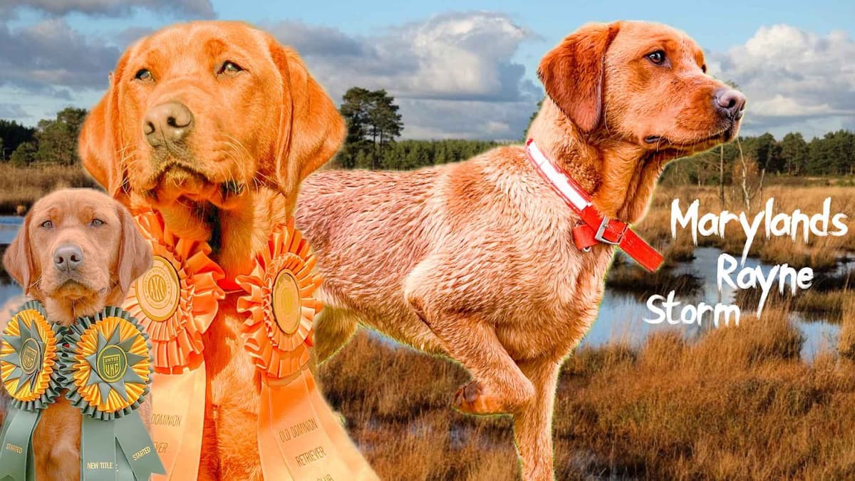 Health Tested Chocolate Labs! & Champion Bloodline! breeder image 1