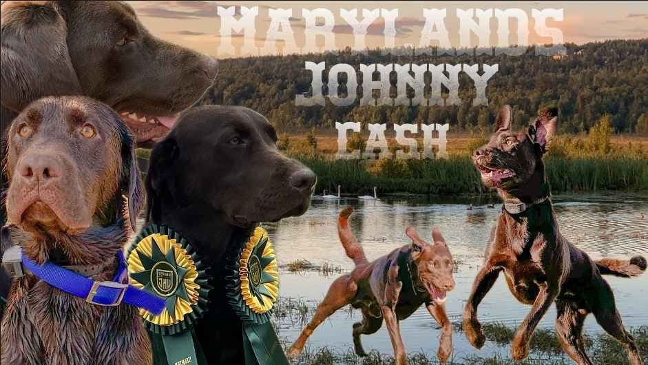Health Tested Chocolate Labs! & Champion Bloodline! breeder image 3