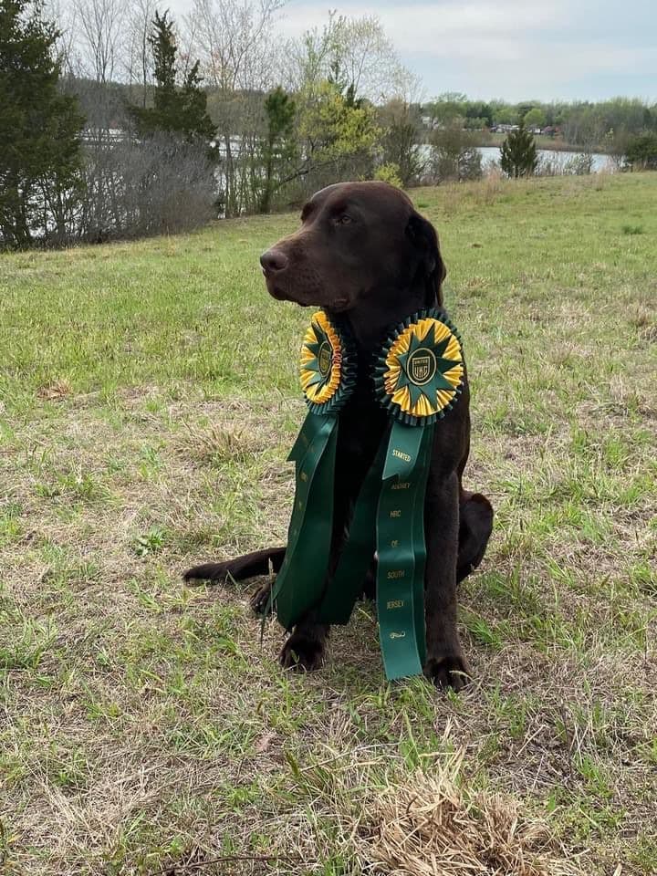 Health Tested Chocolate Labs! & Champion Bloodline! breeder image 5