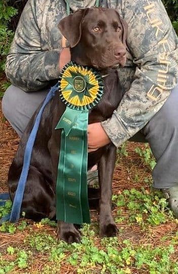 Health Tested Chocolate Labs! & Champion Bloodline! breeder image 7