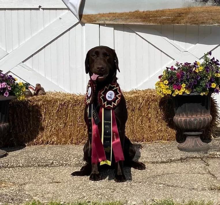 Health Tested Chocolate Labs! & Champion Bloodline! breeder image 9