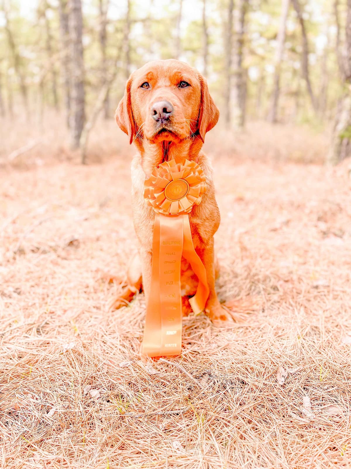 Health Tested Chocolate Labs! & Champion Bloodline! breeder image 11
