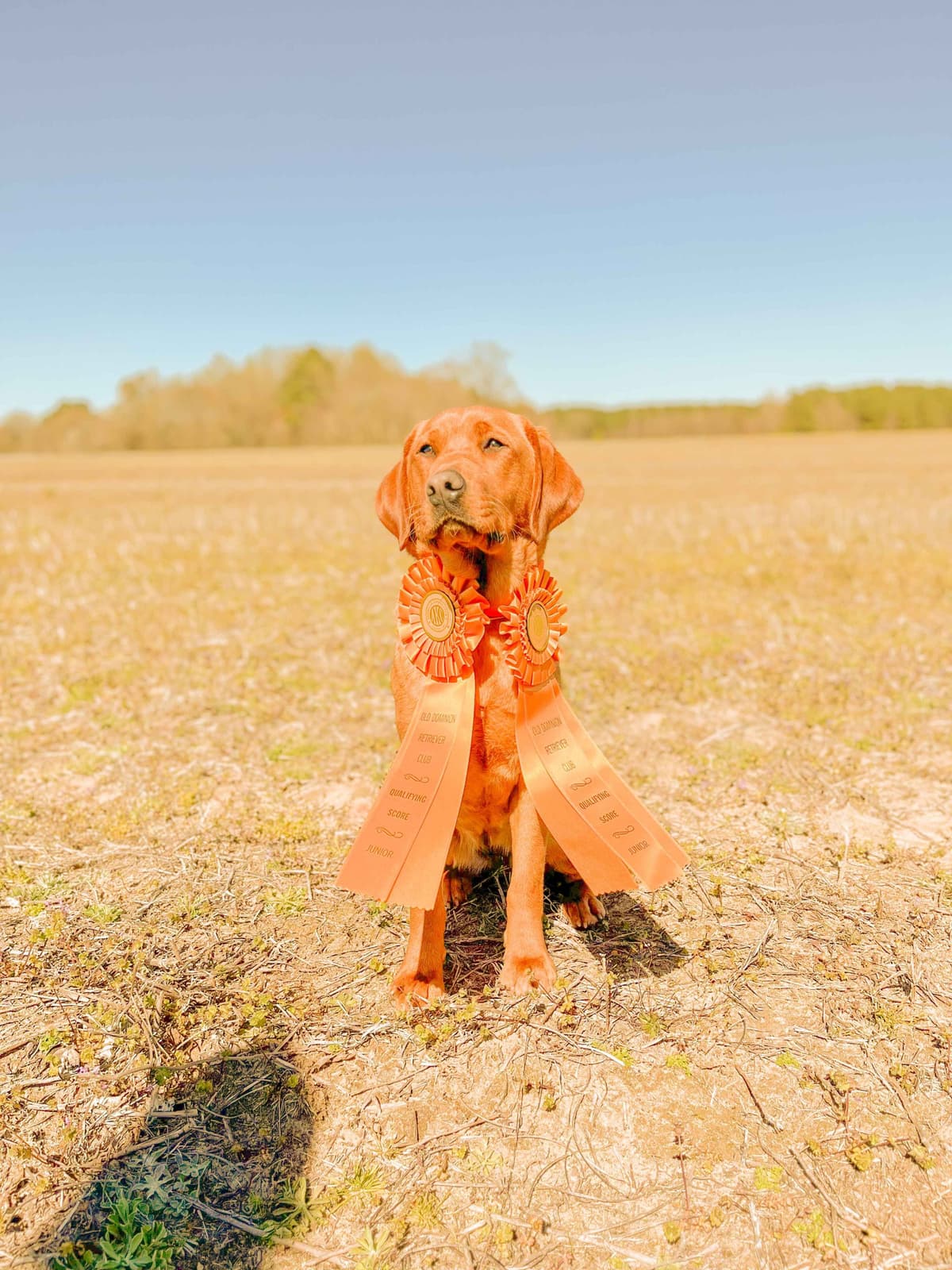 Health Tested Chocolate Labs! & Champion Bloodline! breeder image 12