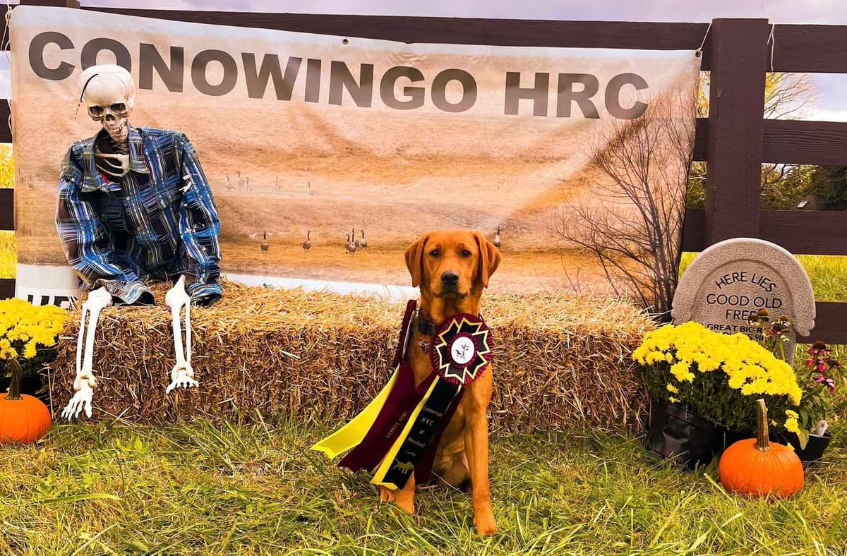 Health Tested Chocolate Labs! & Champion Bloodline! breeder image 15