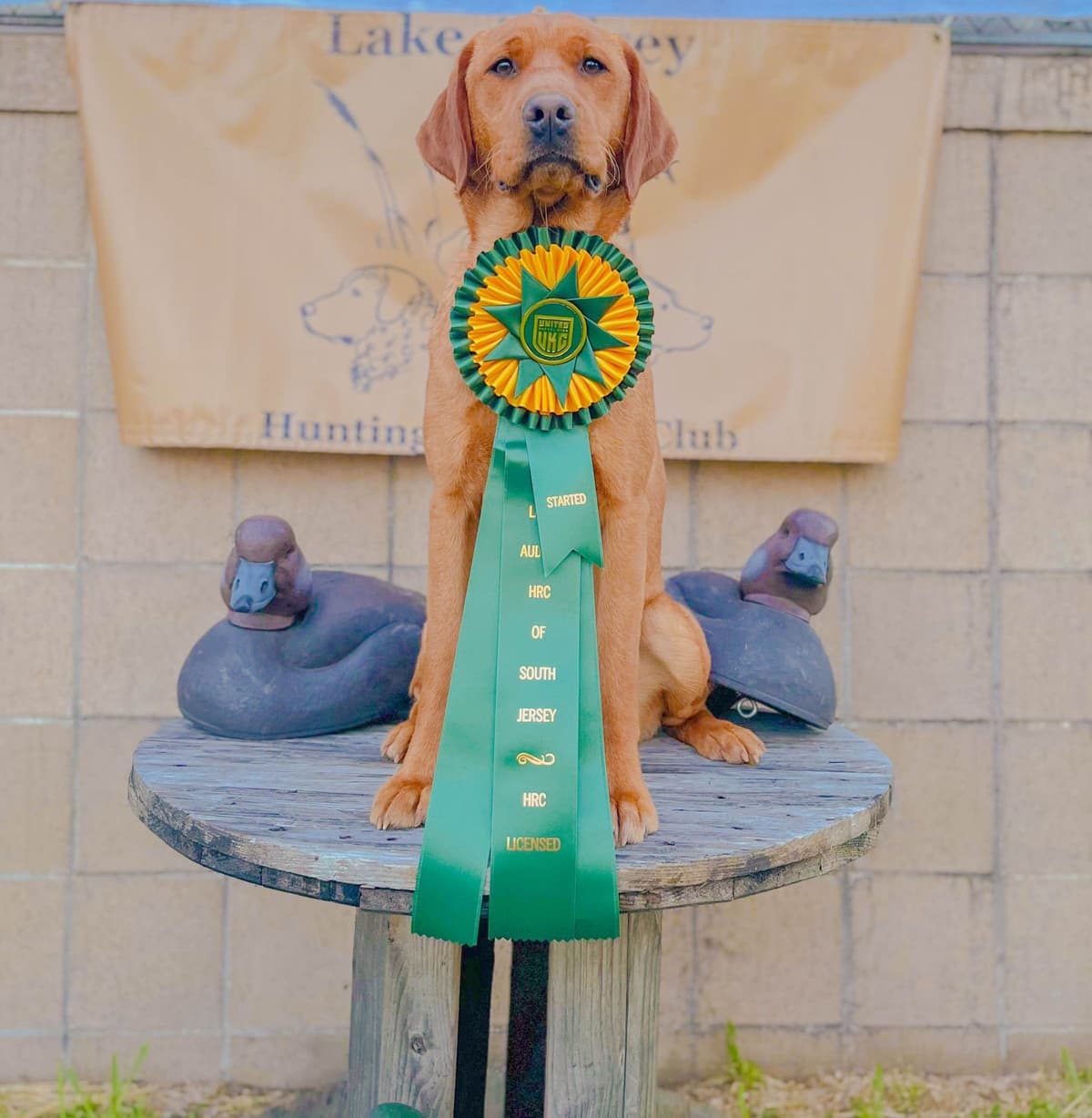 Health Tested Chocolate Labs! & Champion Bloodline! breeder image 14