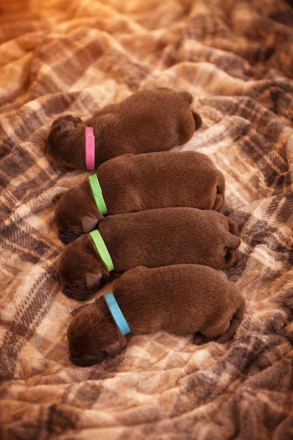 Health Tested Chocolate Labs! & Champion Bloodline! breeder image 16