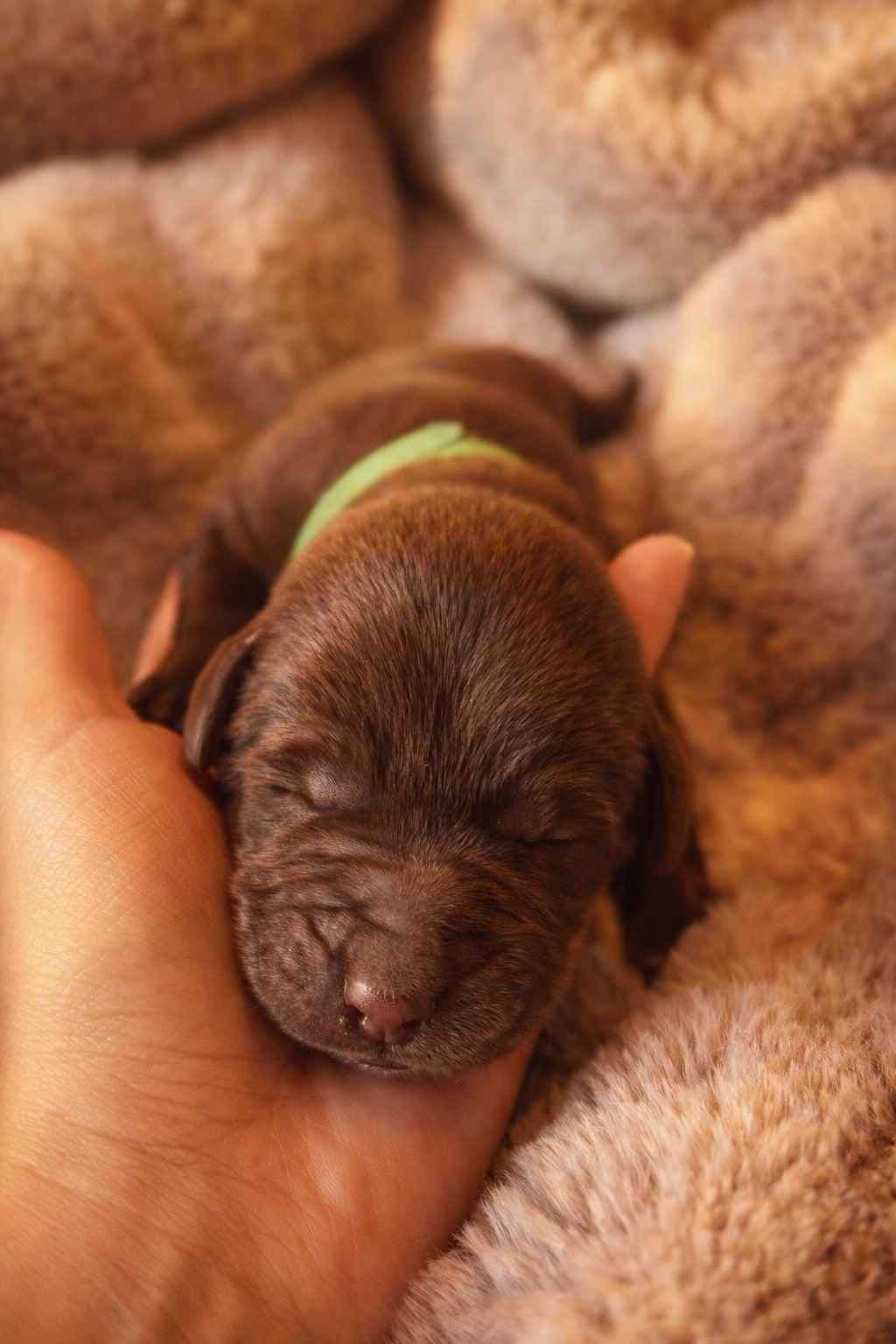 Health Tested Chocolate Labs! & Champion Bloodline! breeder image 18