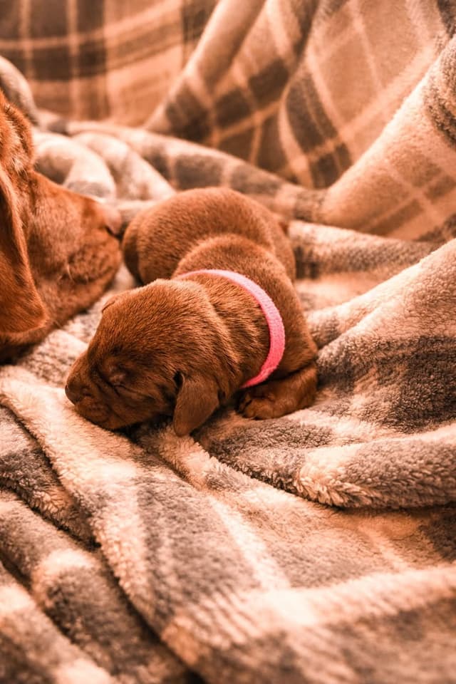 Health Tested Chocolate Labs! & Champion Bloodline! media 5