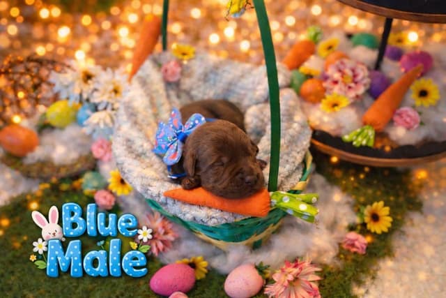 Health Tested Chocolate Labs! & Champion Bloodline! media 6