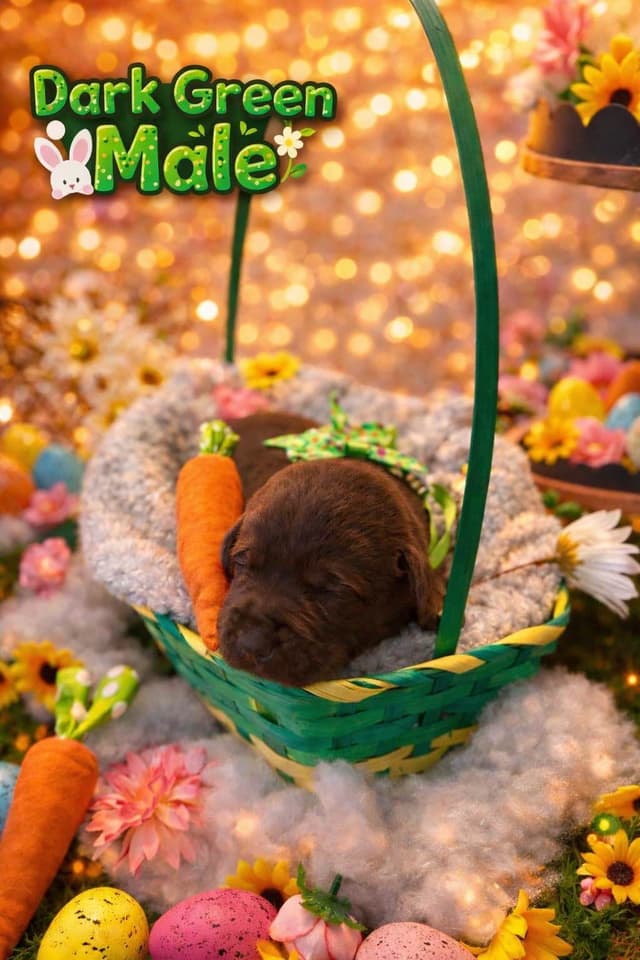 Health Tested Chocolate Labs! & Champion Bloodline! media 8