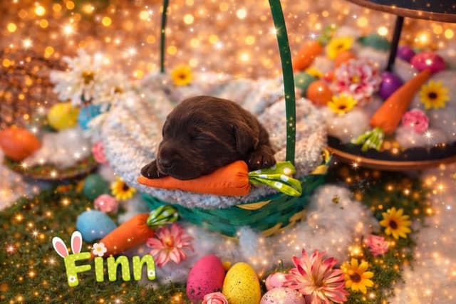 Health Tested Chocolate Labs! & Champion Bloodline! media 9