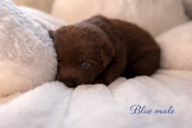 Health Tested Chocolate Labs! & Champion Bloodline! media 10