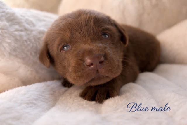 Health Tested Chocolate Labs! & Champion Bloodline! media 11