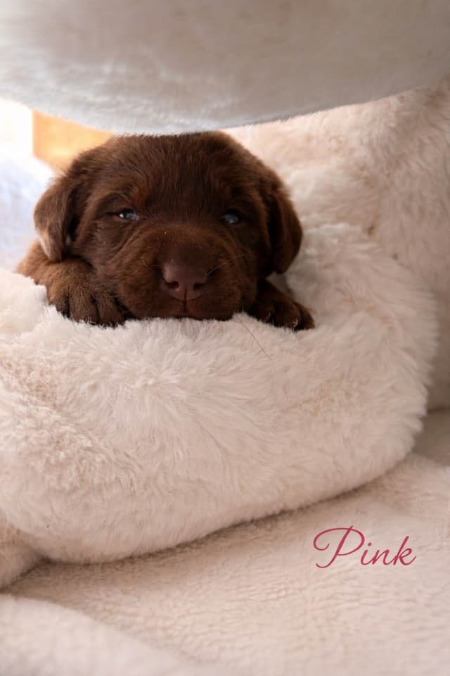 Health Tested Chocolate Labs! & Champion Bloodline! media 12