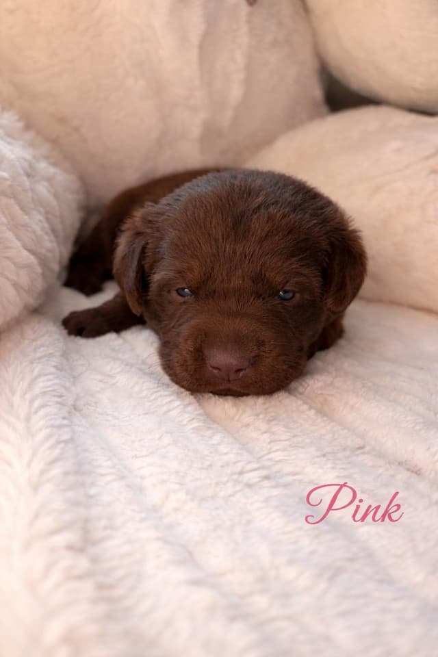 Health Tested Chocolate Labs! & Champion Bloodline! media 13