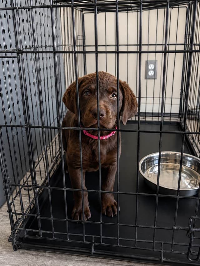Health Tested Chocolate Labs! & Champion Bloodline! media 14