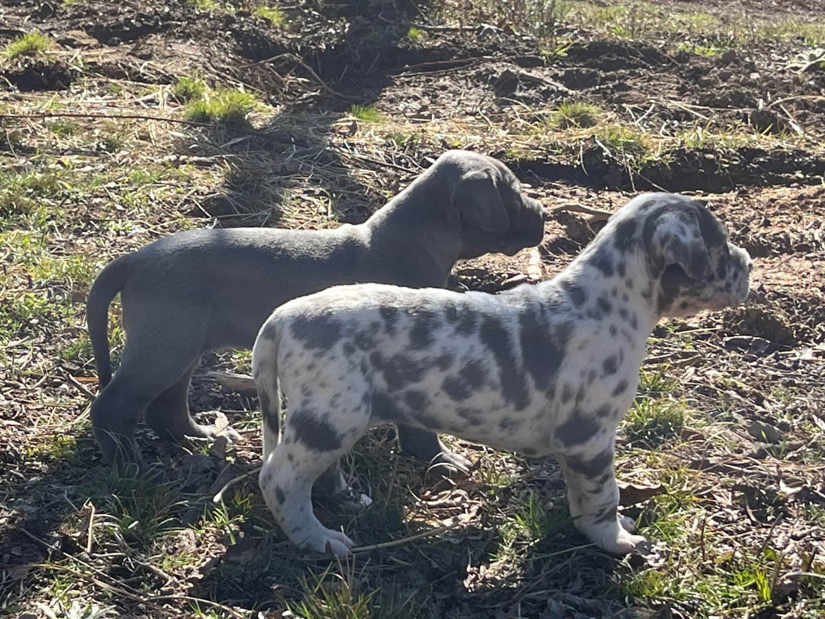 Great Dane Puppies breeder image 2