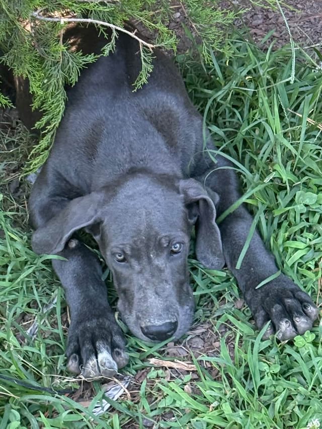 Great Dane Puppies media 3