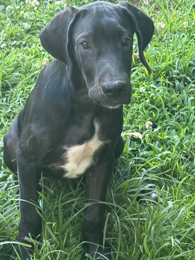 Great Dane Puppies media 10