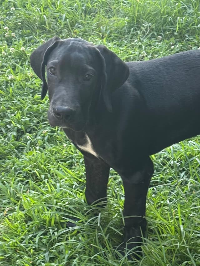 Great Dane Puppies media 9