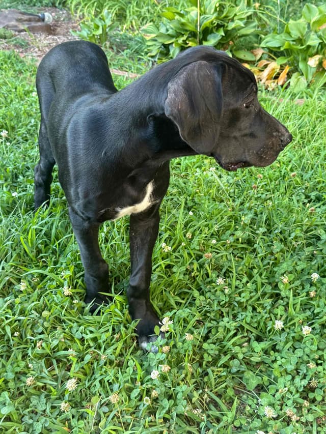 Great Dane Puppies media 6