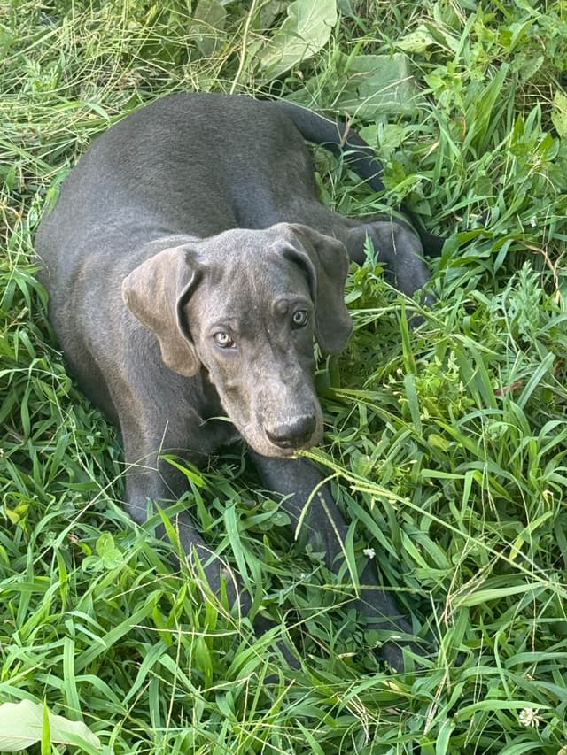 Great Dane Puppies media 4