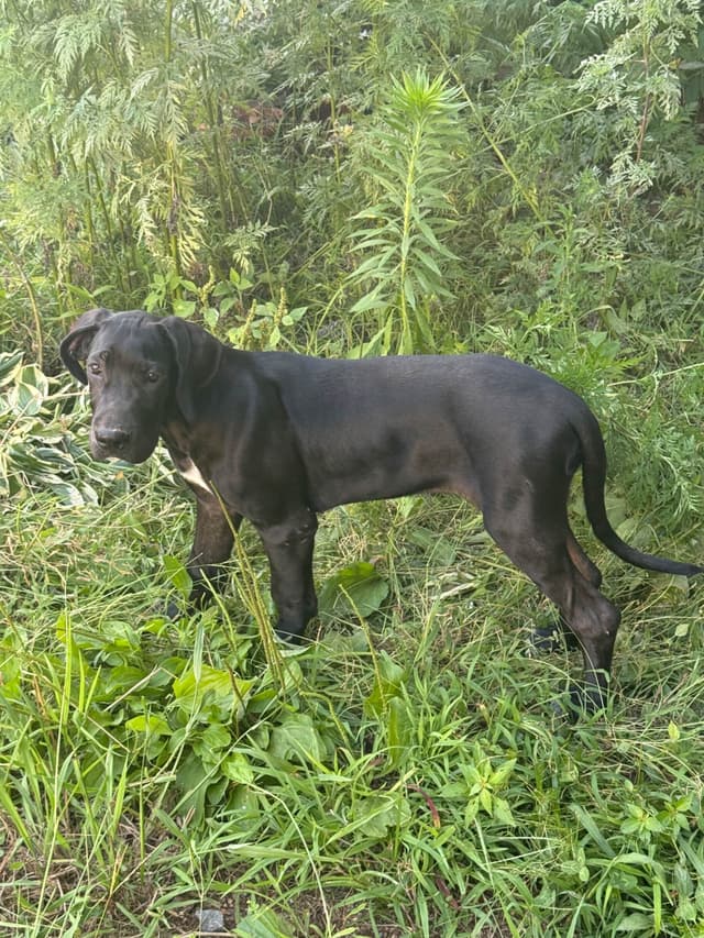 Great Dane Puppies media 8