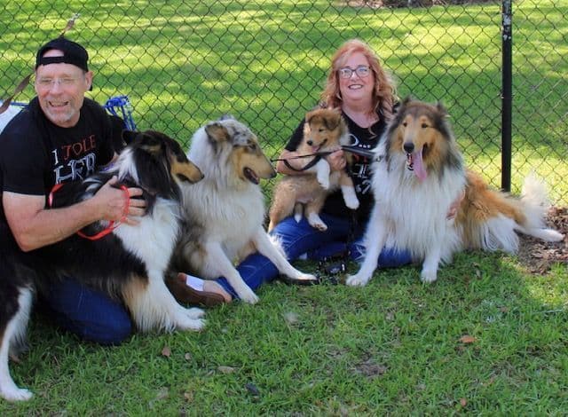 Collie Puppies breeder image 4