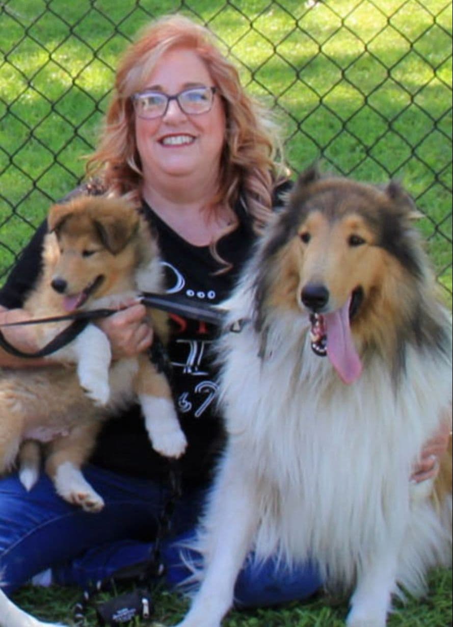 Collie Puppies breeder image 9