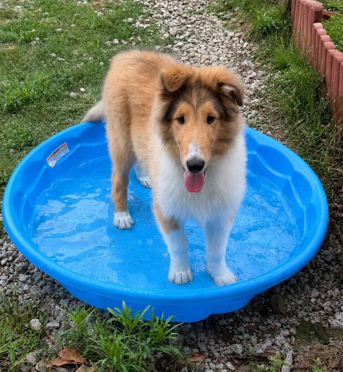 Collie Puppies breeder image 2