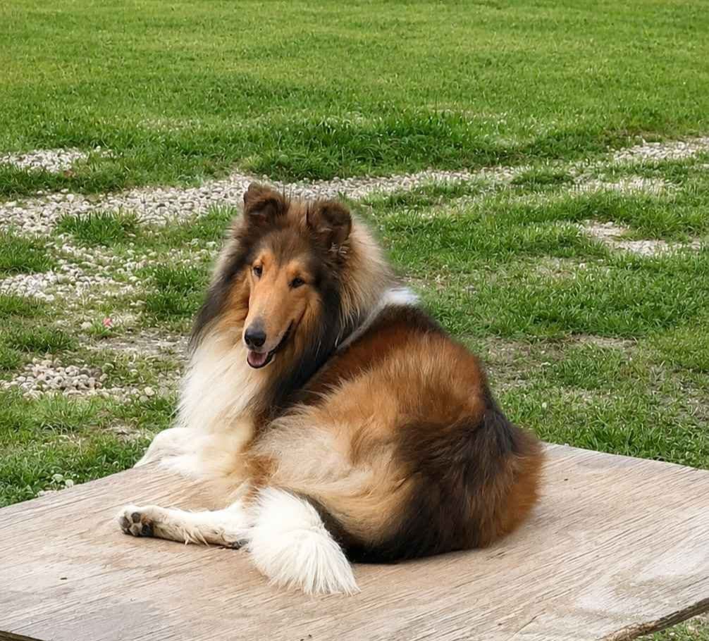 Collie Puppies breeder image 1