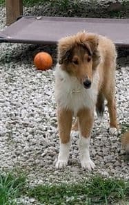 Collie Puppies breeder image 17