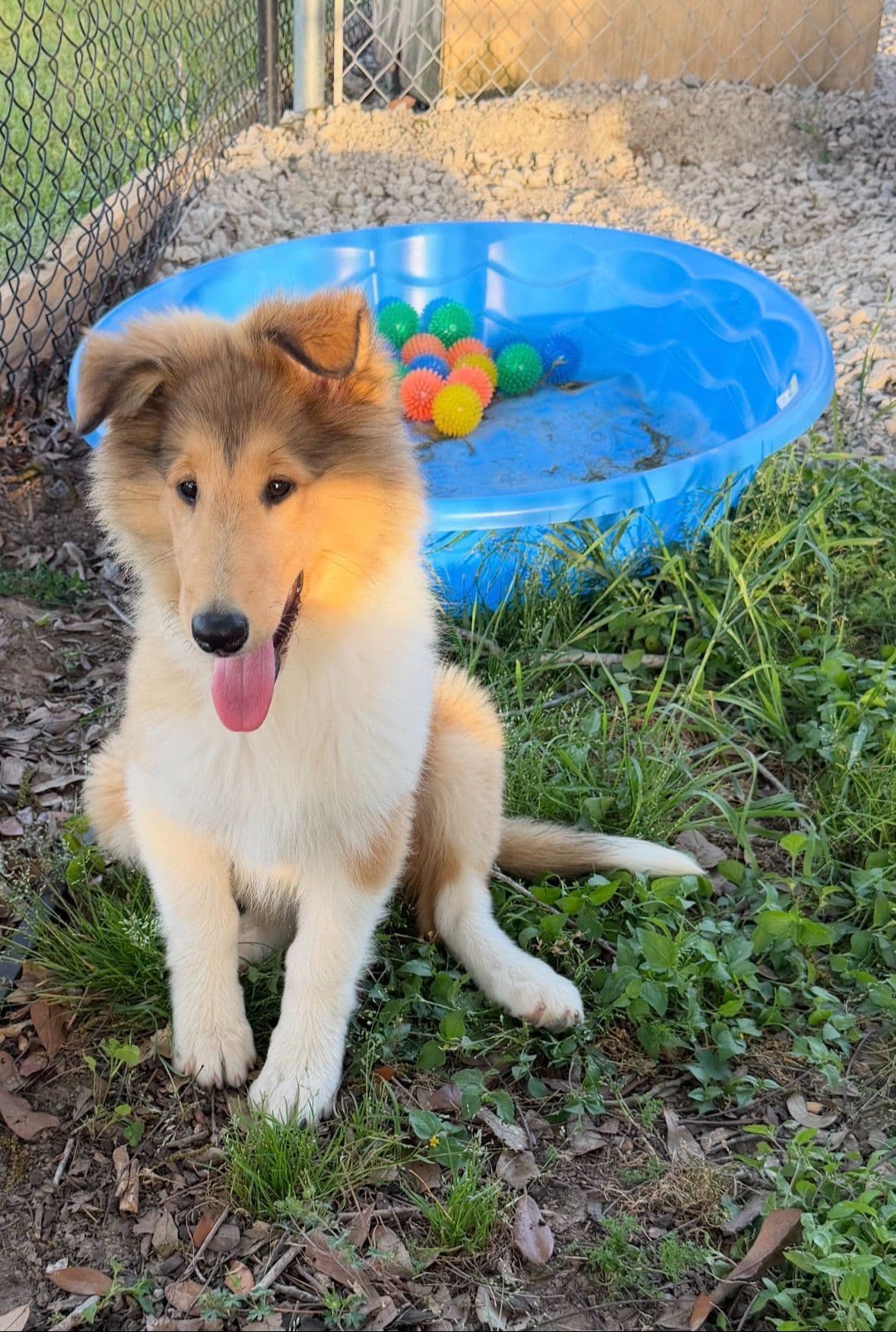 Collie Puppies breeder image 3