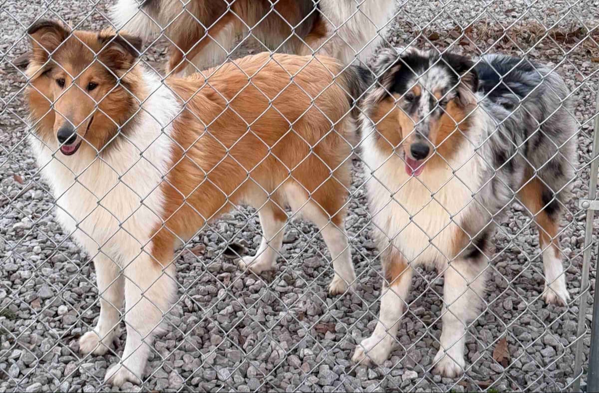 Collie Puppies breeder image 5