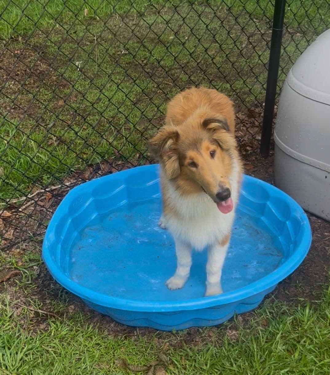 Collie Puppies breeder image 20