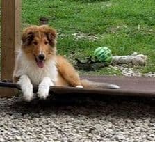 Collie Puppies breeder image 22