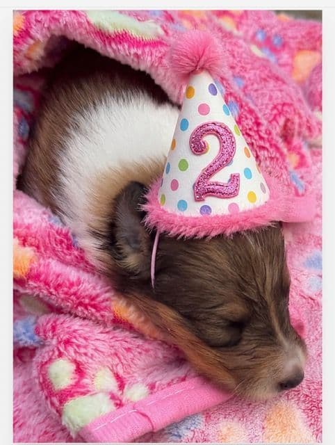 Collie Puppies breeder image 26