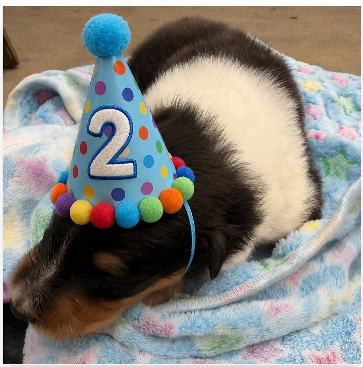 Collie Puppies breeder image 25
