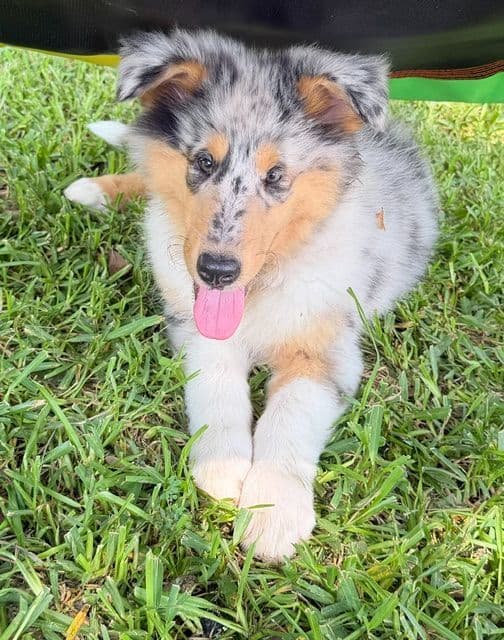 Collie Puppies breeder image 27