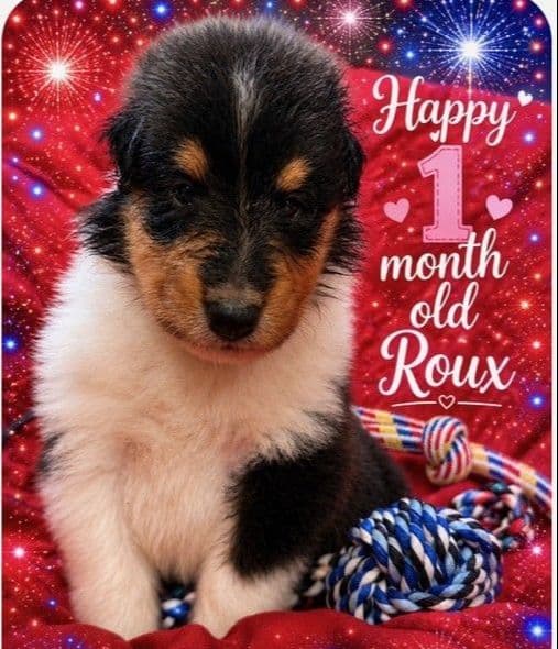 Collie Puppies media 2