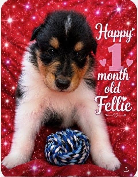 Collie Puppies media 4