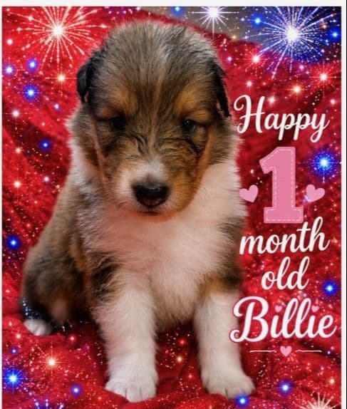 Collie Puppies media 3