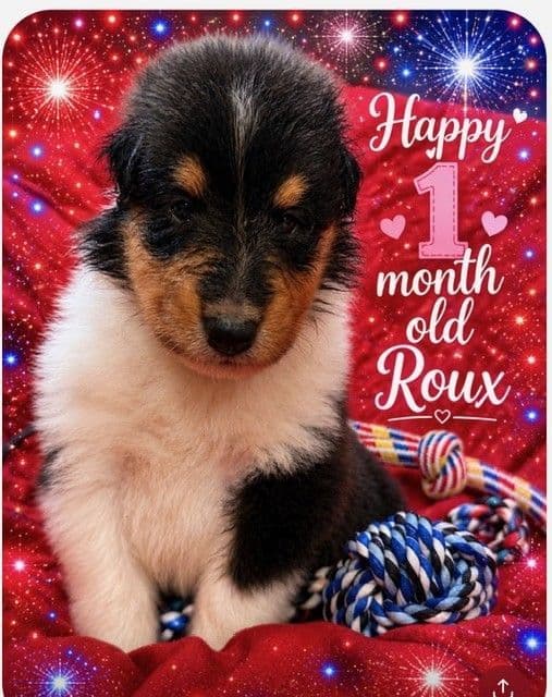 Collie Puppies breeder image 28