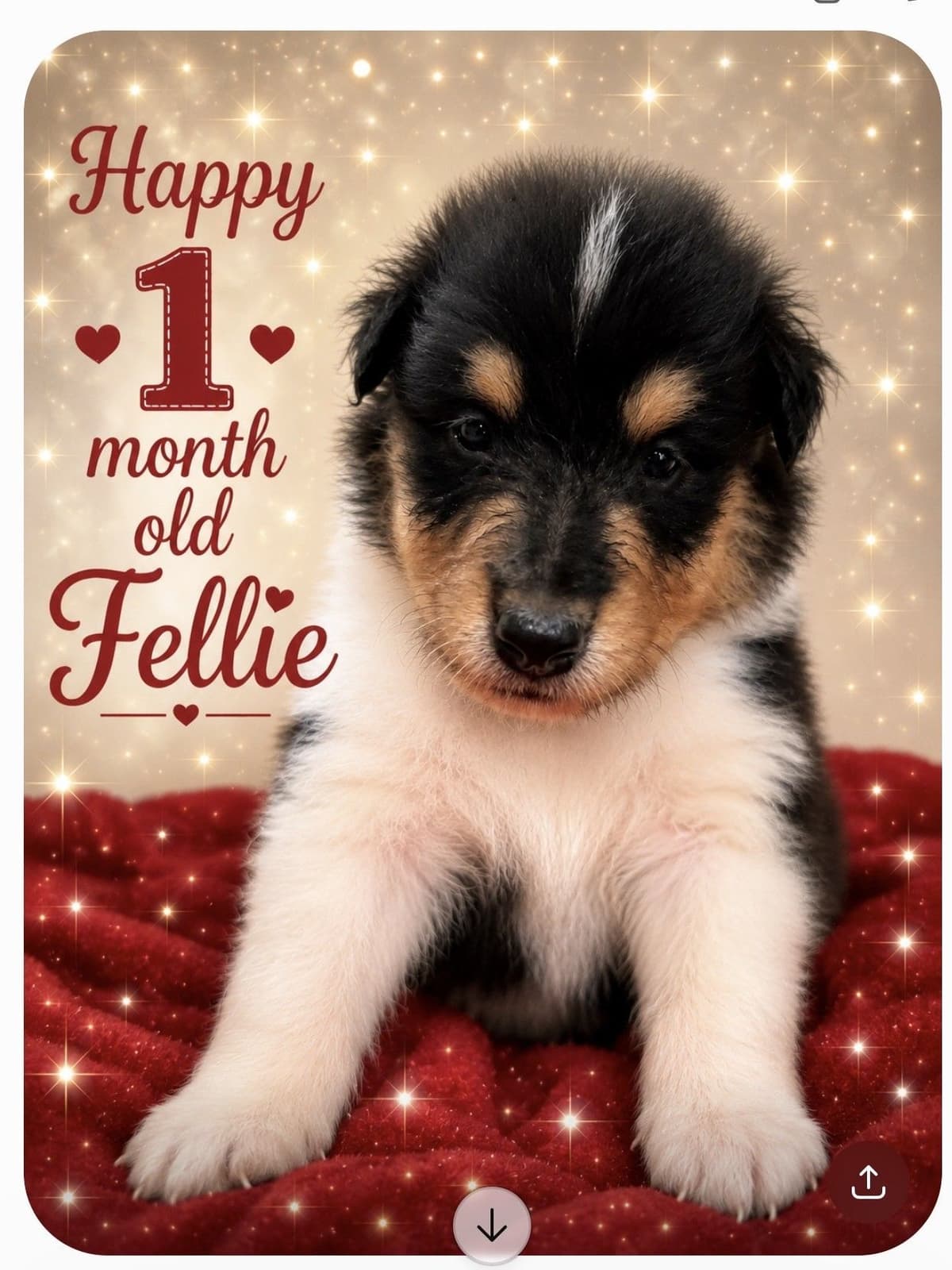 Collie Puppies breeder image 29