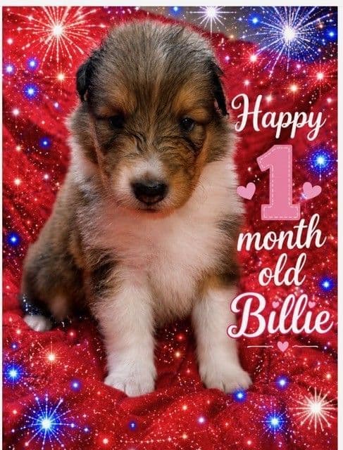 Collie Puppies breeder image 30