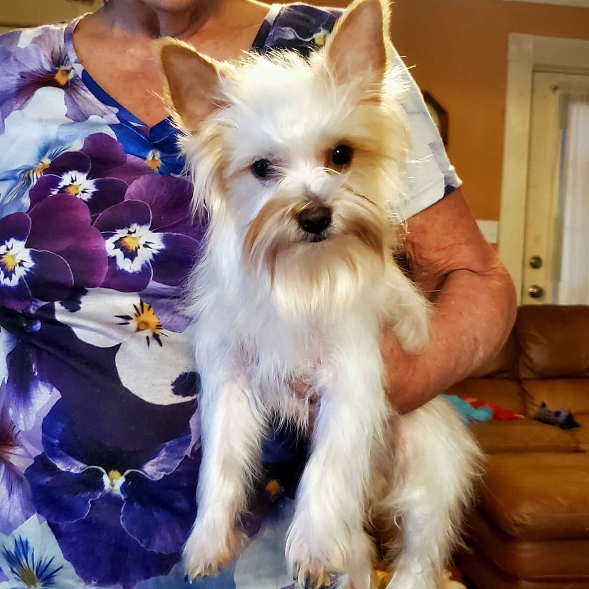 Yorkshire Terrier Puppies breeder image 3