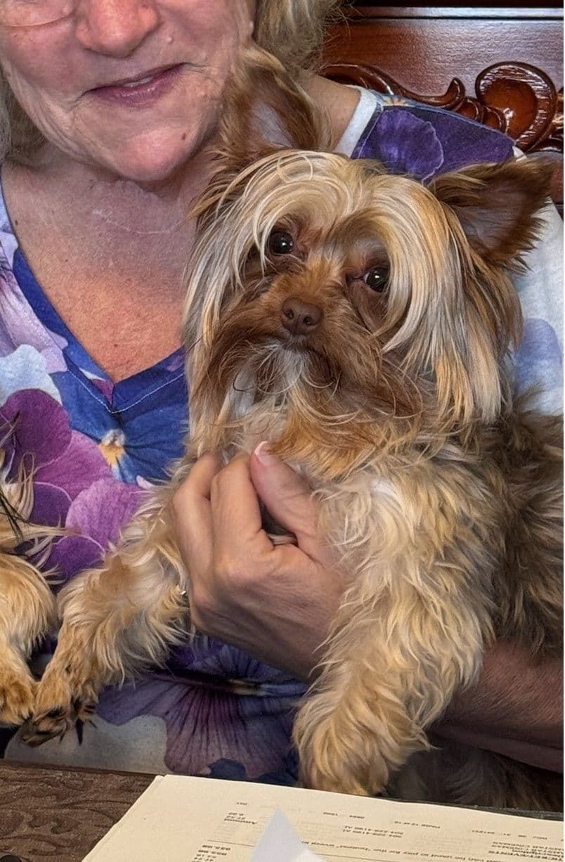 Yorkshire Terrier Puppies breeder image 6