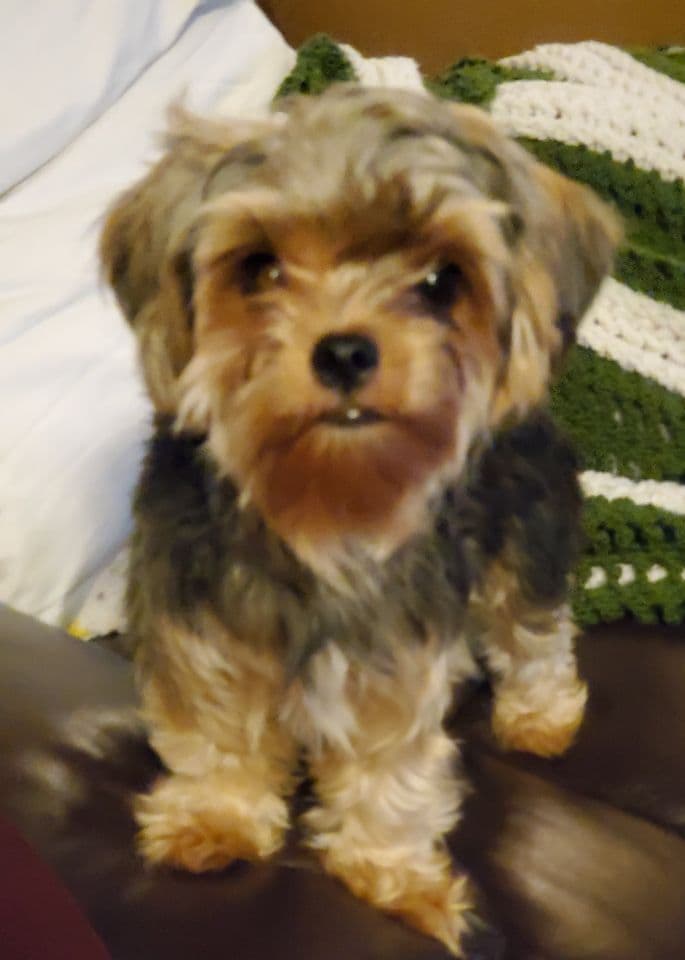Yorkshire Terrier Puppies breeder image 5