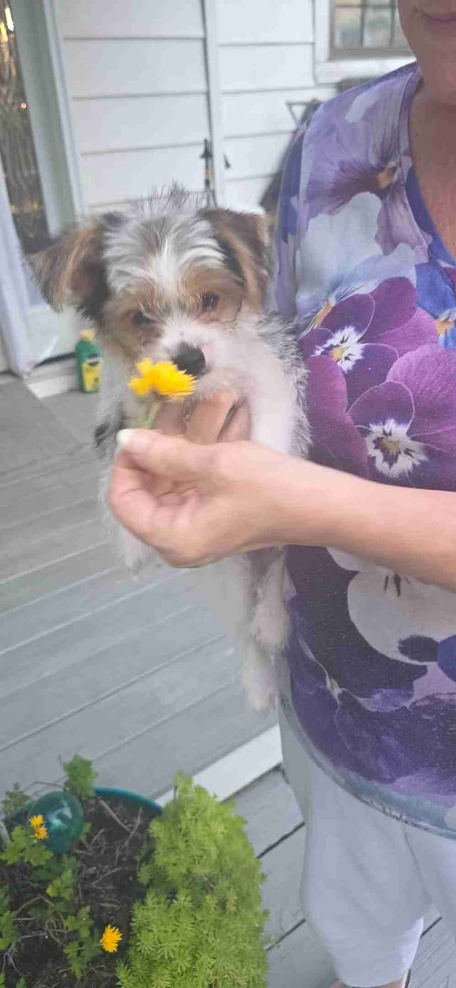 Yorkshire Terrier Puppies media 3